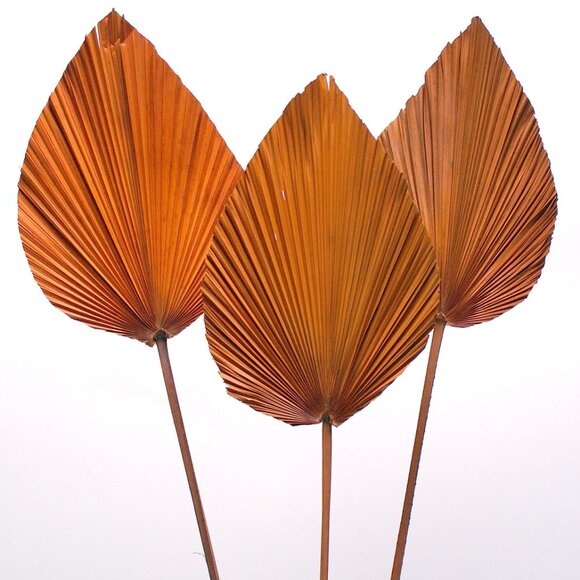 ANAHAW LEAF MED - Picture 7 of 9